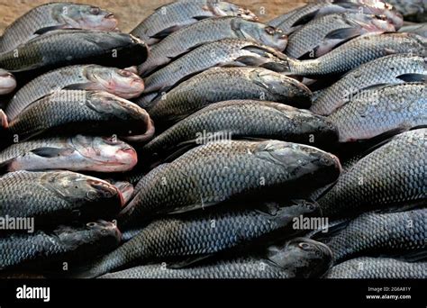 Katla Fish In Water