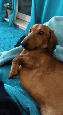 Dachshund Gifs Tenor