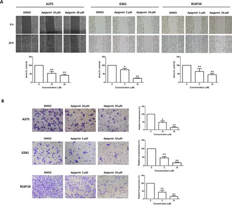 Apigenin Inhibited Melanoma Cell Migration And Invasion A A Single