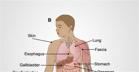 Diagram Of Where Your Organs Are Located