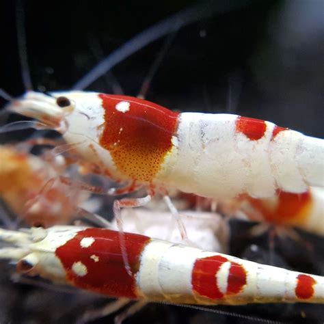 Pure Red Line Crystal Shrimp Nation South Africa