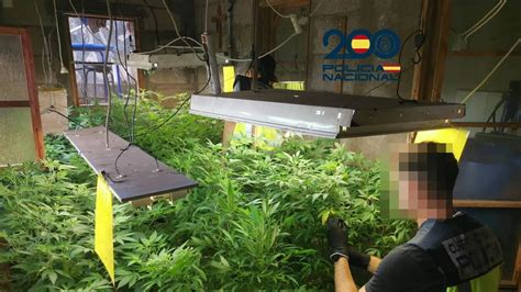 Desmantelan Un Punto De Cultivo De Marihuana En Telde Tres Detenidos Y