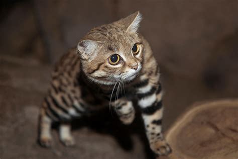 Black Footed Cat Black Footed Cats Yuna And Sawyer May R Flickr