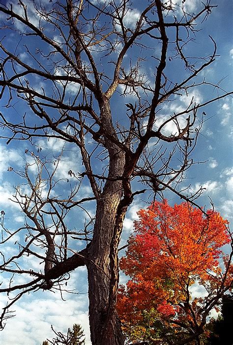 Cincinnati Spring Grove Cemetery Arboretum Bare Naked Flickr