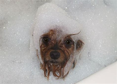 dog in bubble bath – Itchy Dog Solutions