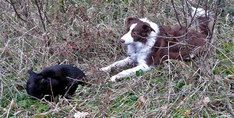 Living the life in Saint-Aignan: Black cat vs. brown border collie