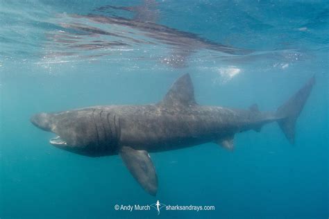 Basking Shark Cetorhinus Maximus