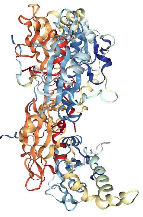 CD3 epsilon/CD3e Protein Overview | Sino Biological