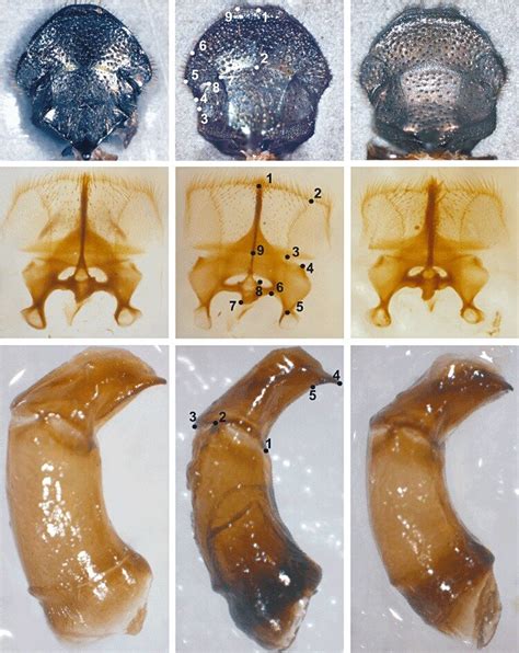 Landmark Configurations Chosen For Geometric Morphometric Analyses Of