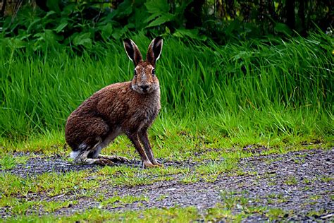 Wild Hare Meenagar Kenneth Allen Geograph Britain And Ireland