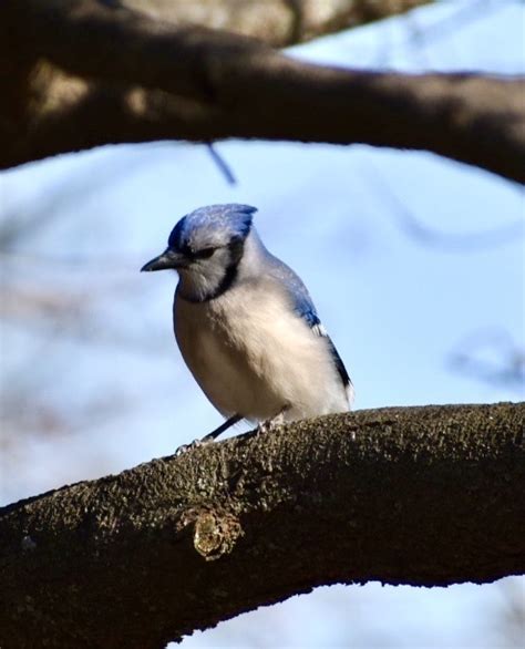 Blue Jay Ewa Guide To The Birds Of The Fells Massachusetts Us