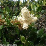 Ligustrum japonicum Texanum or Japanese privet | Care and Growing