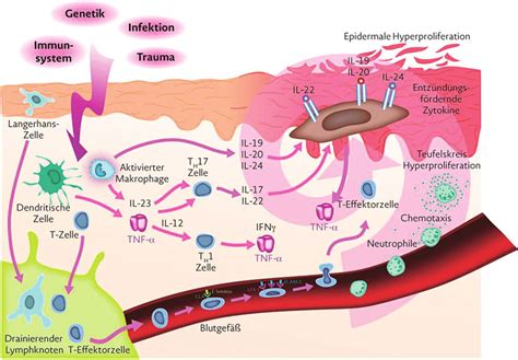 Tnf Stimulates Keratinocyte Proliferation And The Expression Of Other