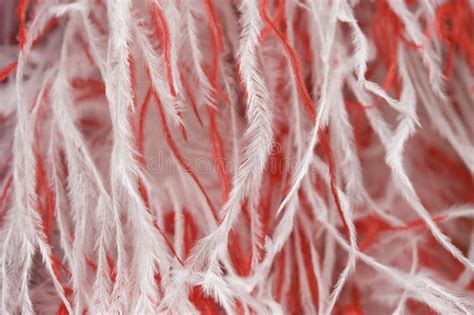 Red And White Feathers Of A Boas Stock Photo Image Of Color Glam