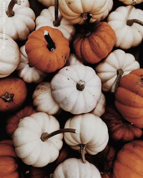 Share 58 Pumpkin Aesthetic Wallpaper Latest Incdgdbentre