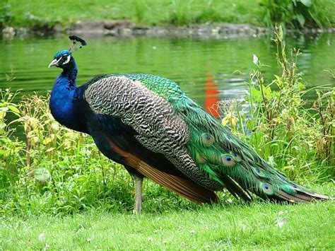 Peacock Pictures In Rain