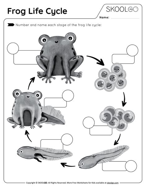 Frog Life Cycle - Free worksheet - SKOOLGO