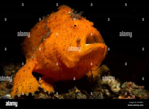 Spotted Frogfish Antennarius Pictus Lembeh Strait North Sulawesi