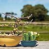 Amazon Lychee Chinese Bonsai Pot Oval Glazed Flower Pot Planter