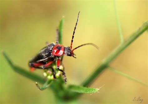 Omda.bg - Бръмбари