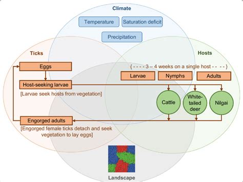 Conceptual Model Representing The Potential Role Of Nilgai Boselaphus