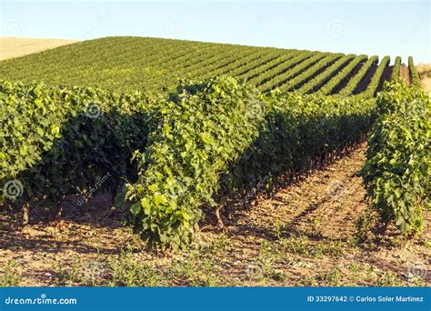 Rioja Vineyards Stock Photo Image Of Agriculture Scenery