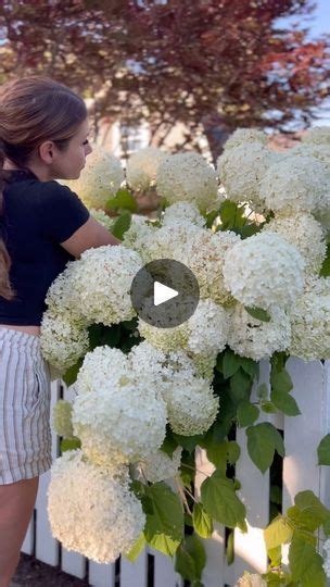 23K Views 3 8K Reactions DO YOU SUFFER FROM HYDRANGEA ENVY I Used