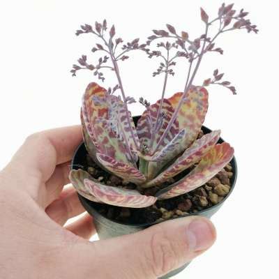 Kalanchoe Humilis Giromagi Cactus And Succulents For Sale Buy