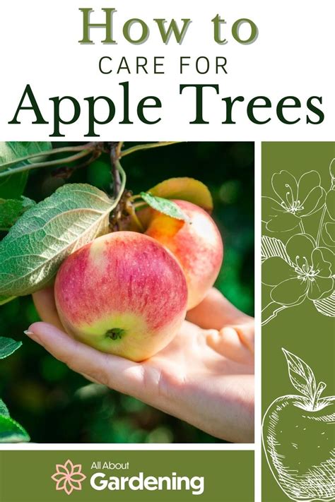 How to plant grow and care for apple trees – Artofit