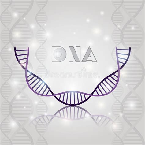 Dise O Del Cromosoma De La Estructura Del C Rculo De La Dna Ilustraci N