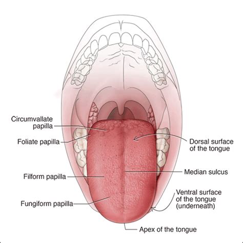 Summer18 - An Overview of Dental Anatomy - Tongue Diagram | Quizlet