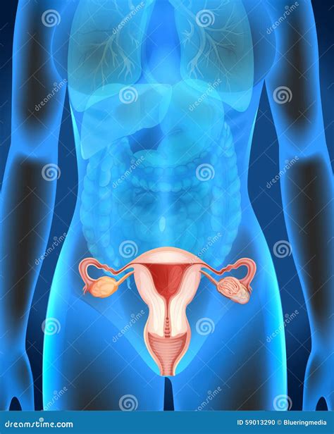 Diagrama De Anatom A De Rganos Reproductivos Femeninos Silueta The