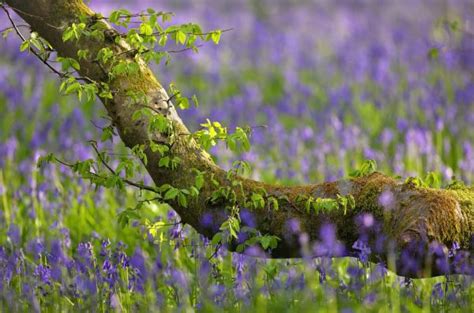 Wallpaper Sunlight Nature Grass Sky Plants Field Lavender Red