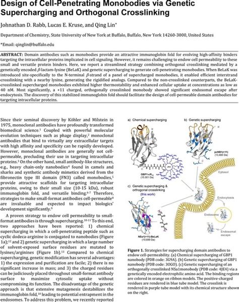 Design Of Cell Penetrating Monobodies Via Genetic Supercharging And