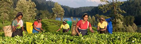 Tea Trails of Sri Lanka – Travel Sapphire