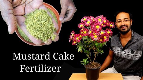 How To Make Liquid Organic Fertilizers For Plants Mustard Cake