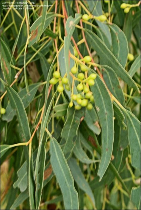 Plantfiles Pictures Yellow Box Eucalyptus Melliodora By Ginger749