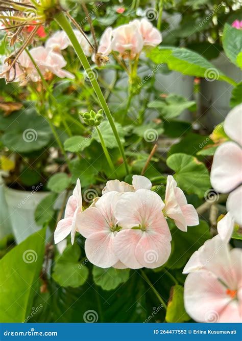 A Group Of Pelargonium Hortorum Flowers Blooming With White Light