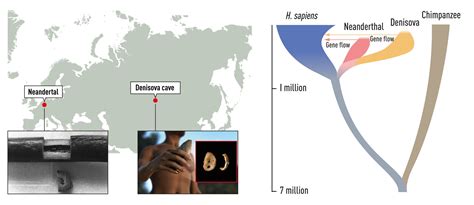 Press release: The Nobel Prize in Physiology or Medicine 2022 ...