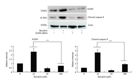 The Effects Of The Fas Antagonistic Antibody And Transient Transfection