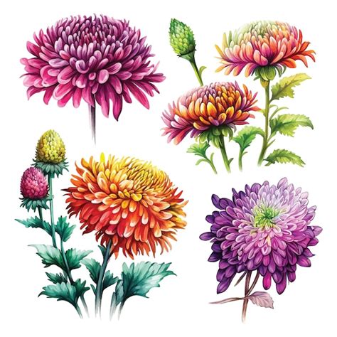 Premium Vector Set Of Chrysanthemum Flowers Watercolor Paint