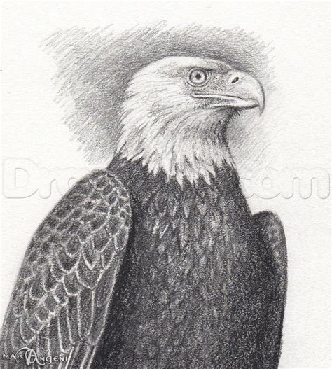 Realistic Eagle Drawing at PaintingValley.com | Explore collection of ...