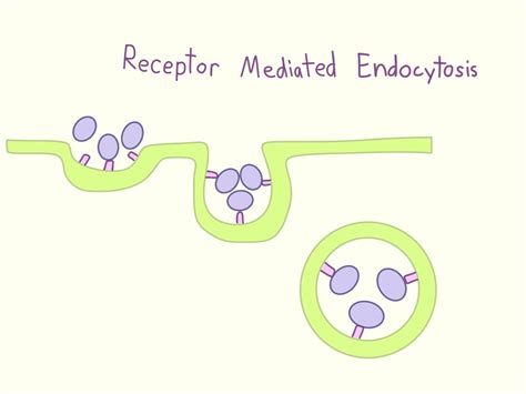 Active Transport in the Cell Membrane – Backyard Biologist