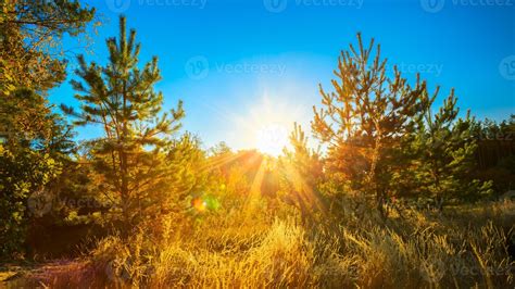 Sunny Day In Summer Sunny Coniferous Forest Trees Nature Woods