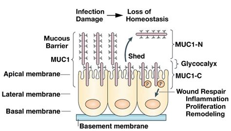 Muc Evolved To Protect Epithelia From The Loss Of Homeostasis Muc