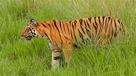 Tiger attacks on the rise in India's coal-rich region | CBC News