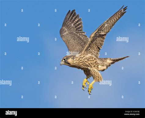 Juvenile Peregrine Falcon Hi Res Stock Photography And Images Alamy