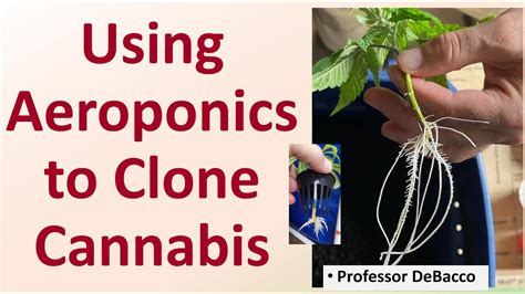 Using Aeroponics To Clone Cannabis YouTube