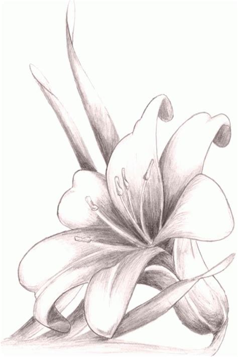 Easy Flower Pencil Drawings For Inspiration In 2020 Flower Drawing