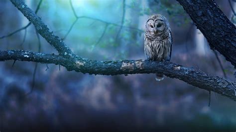 1920x1080 Owl Nature Forest Laptop Full HD 1080P ,HD 4k Wallpapers ...